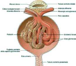 Η μικροαρχιτεκτονική του νεφρώνα και το έλυτρο του Bowman