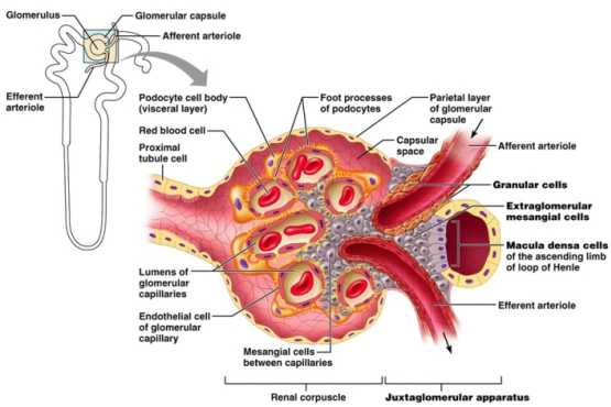 Η ανατομική θέση της “πυκνής κηλίδας” και του σώματος των “κοκκιωδών κυττάρων”
