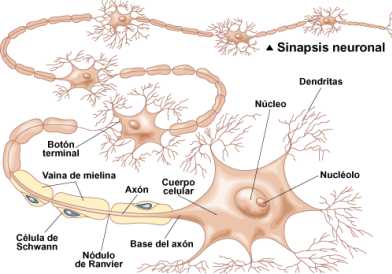 Συνάψεις μεταξύ των νευρικών κυττάρων