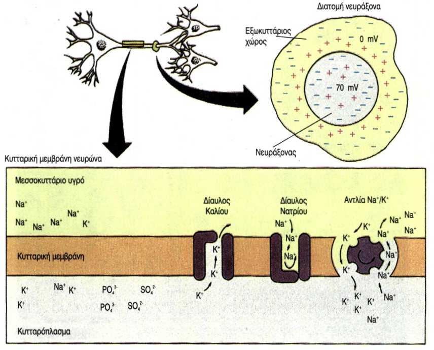 Δημιουργία ηλεκτρικού δυναμικού μεταξύ των τοιχωμάτων της νευρικής κυτταρικής μεμβράνης