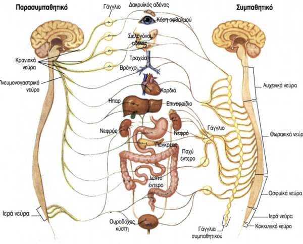νευρικό σύστημα
