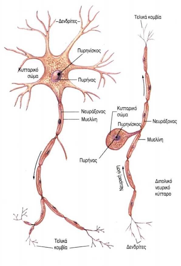 Τα δύο είδη των νευρικών κυττάρων