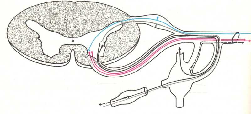 Νευρικές ίνες προσθίων και οπισθίων κεράτων νωτιαίου σωλήνα και τα νευρικά γάγγλια